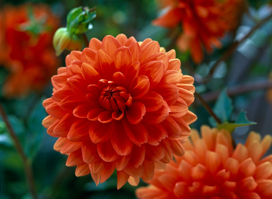 Dahlia 'Renato Tozio' (Dekorative Dahlie), orange Blüten