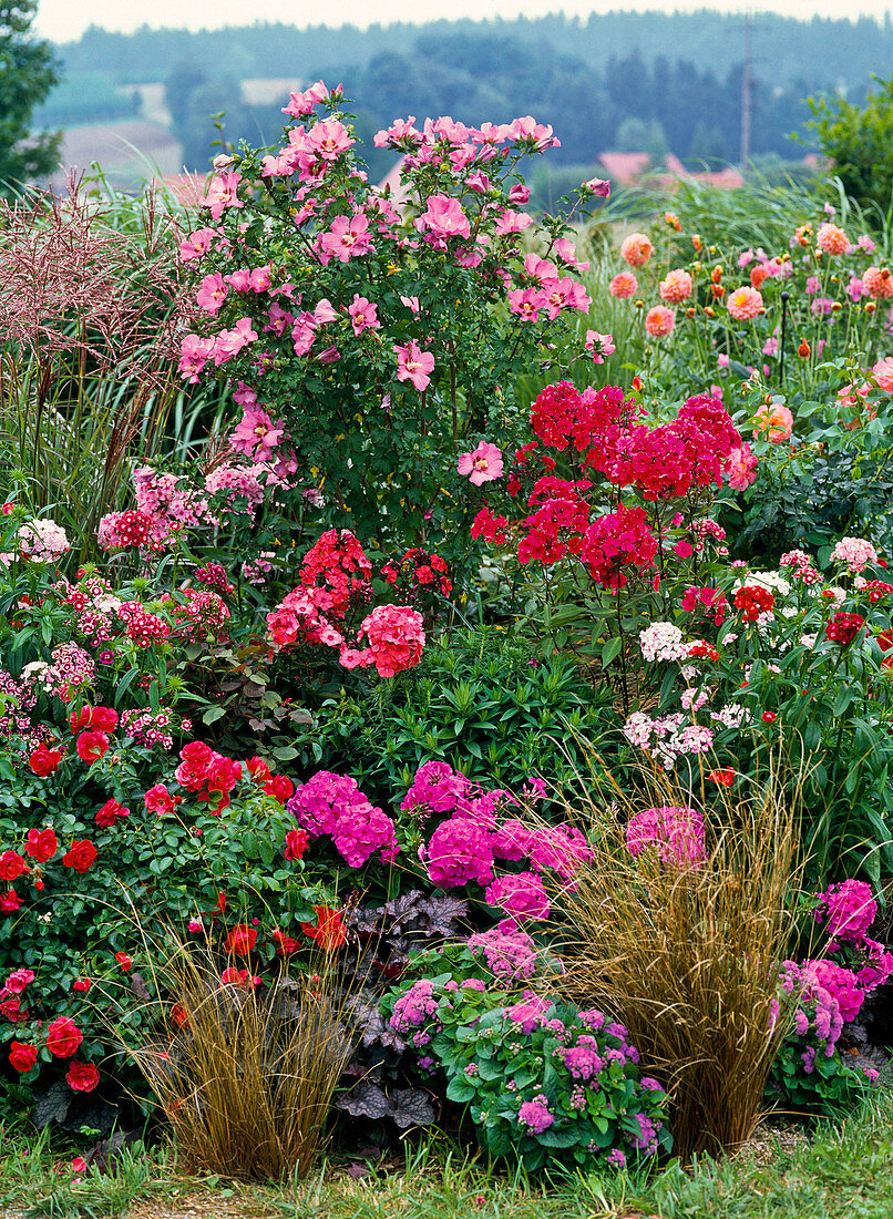 Rose-pink bed with Hibiscus syriacus, Phlox paniculata