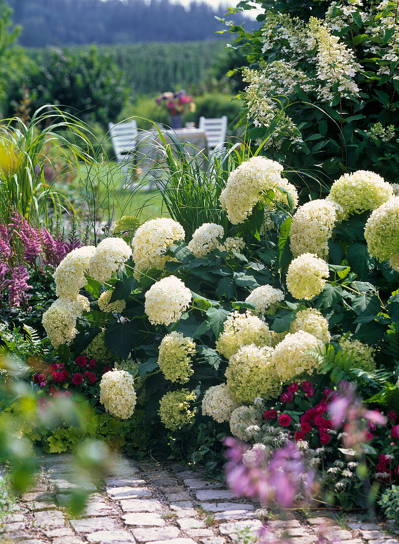 Hydrangea arborescens 'Annabelle' (Strauchhortensie)