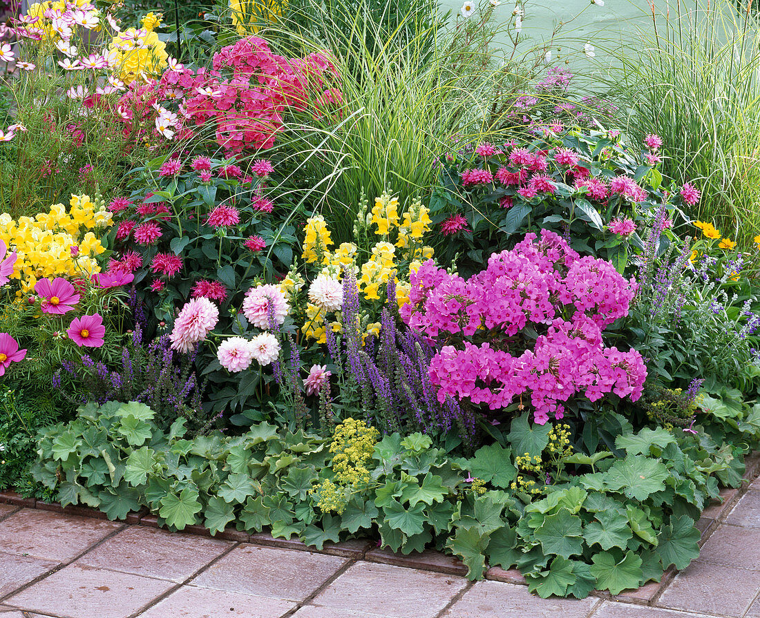 Phlox (Flammenblumen), Monarda (Indianernessel), Antirrhinum