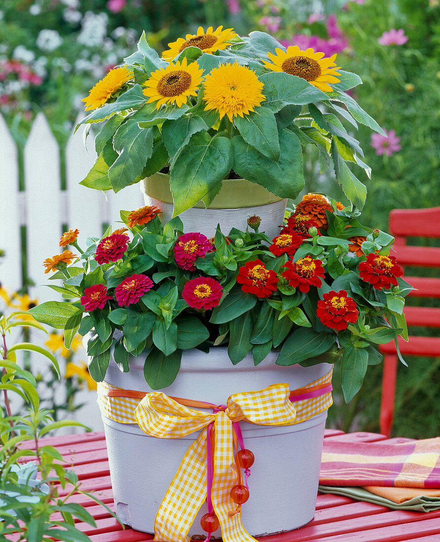 Kleiner Topfturm aus zwei Töpfen bepflanzt mit Helianthus (Sonnenblumen)