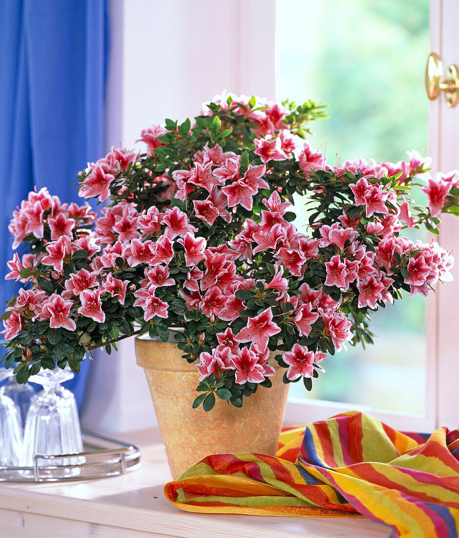 Rhododendron simsii (Zimmerazalee) mit buntem Tuch