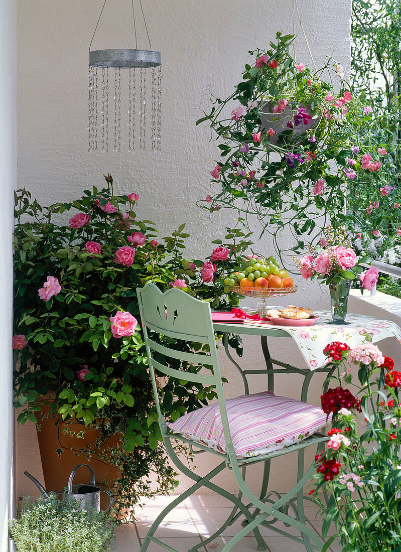 Scented balcony with Rosa 'Mary Rose' (English Rose), Lathyrus