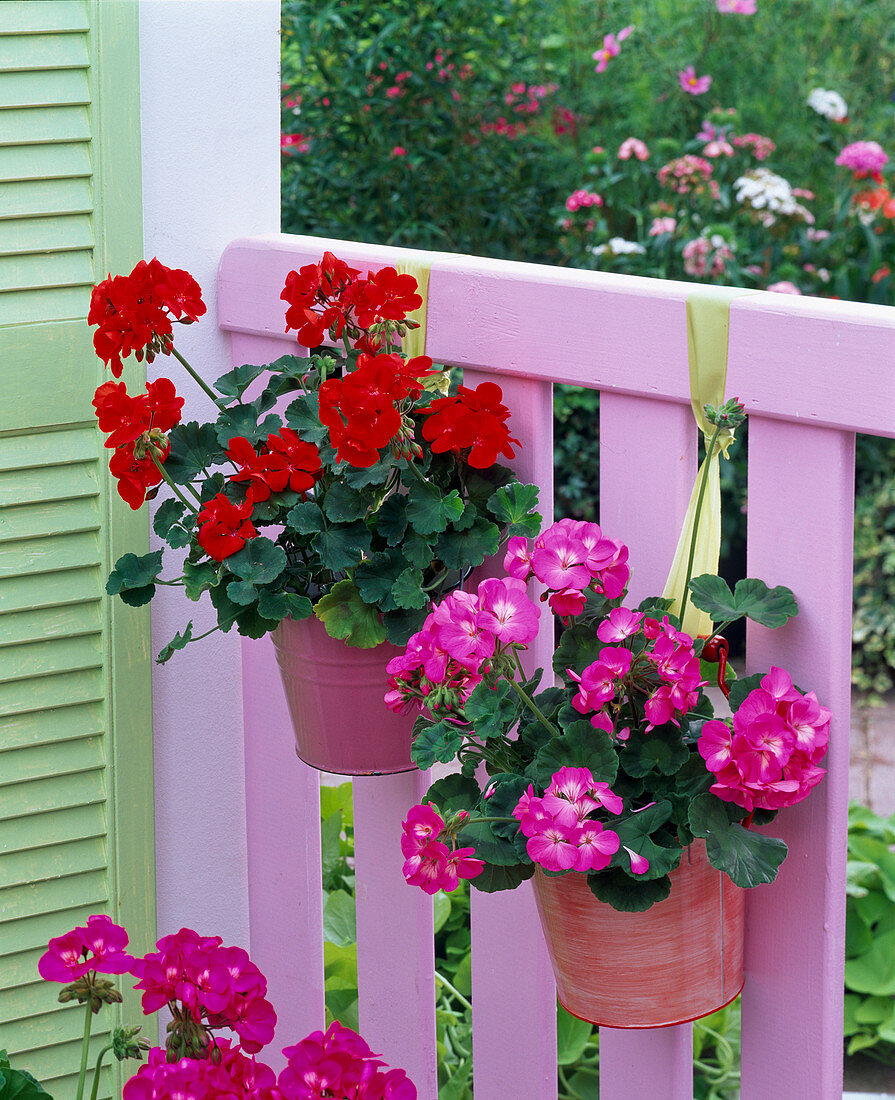 Pelargonium zonale Trend 'Lavender' 'Tamara' (Stehende Geranien)