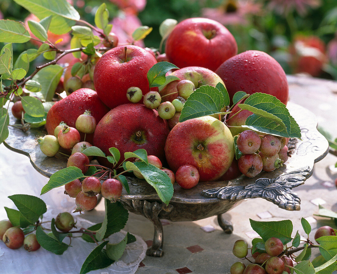 Malus (apple and ornamental apple) in metal bowl wih stand