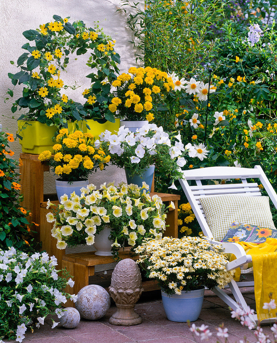 Petunia (Petunien), Tagetes (Studentenblumen), Thunbergia