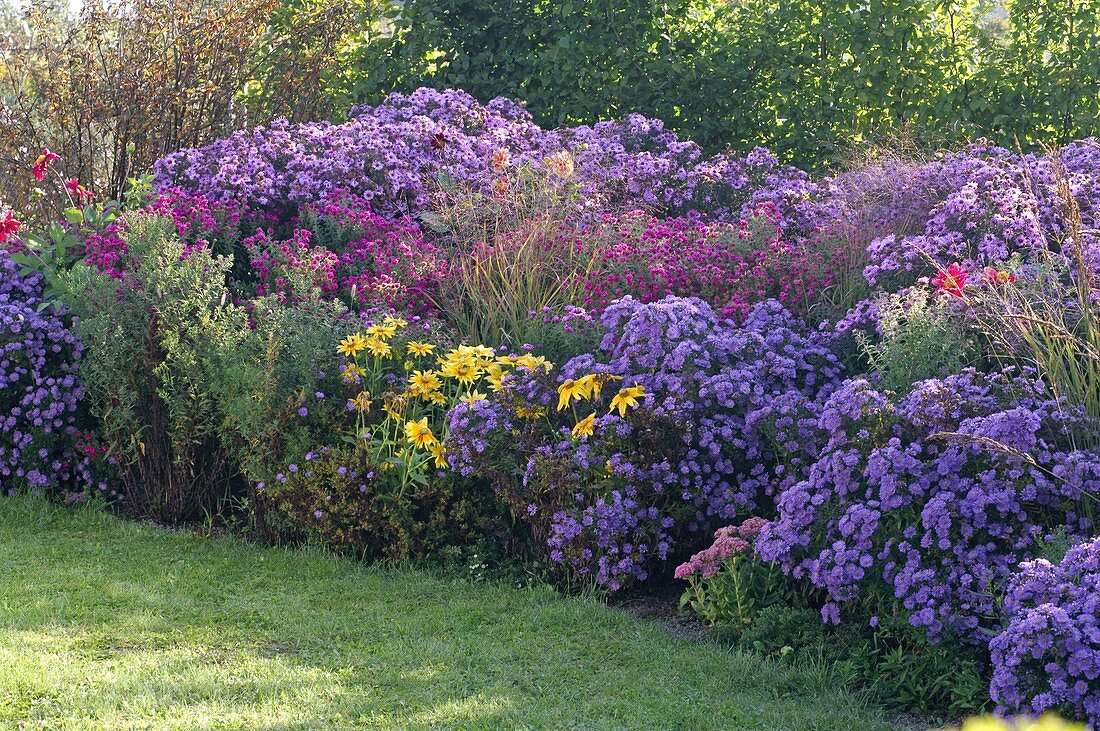 Autumn bed with aster (autumn chest) in blue, pink and purple