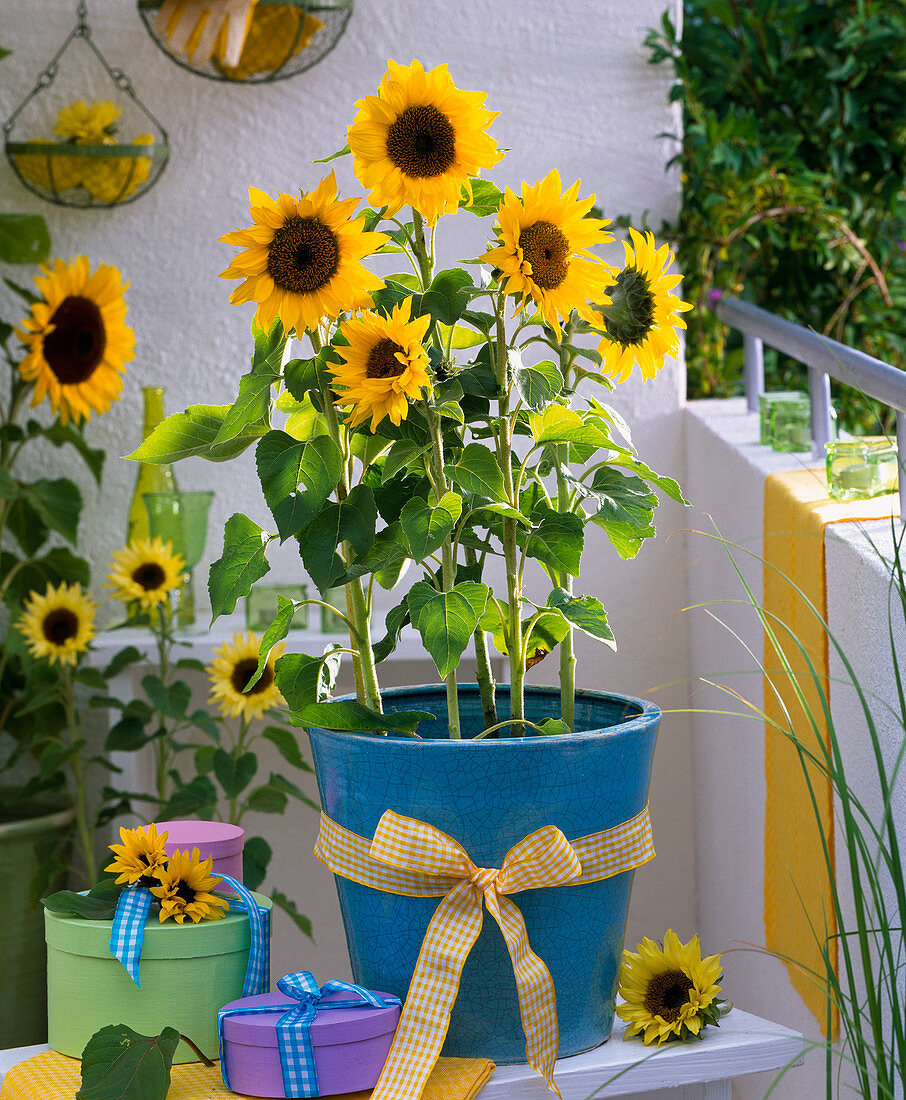 Helianthus (Sonnenblumen) im blauen Kübel