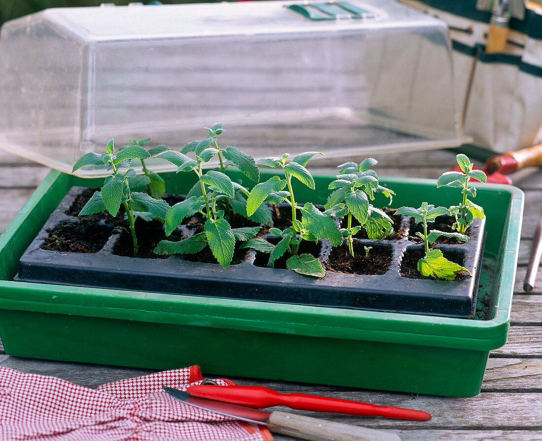 Nepeta 'Sixhill Giant' (catnip) cuttings propagation