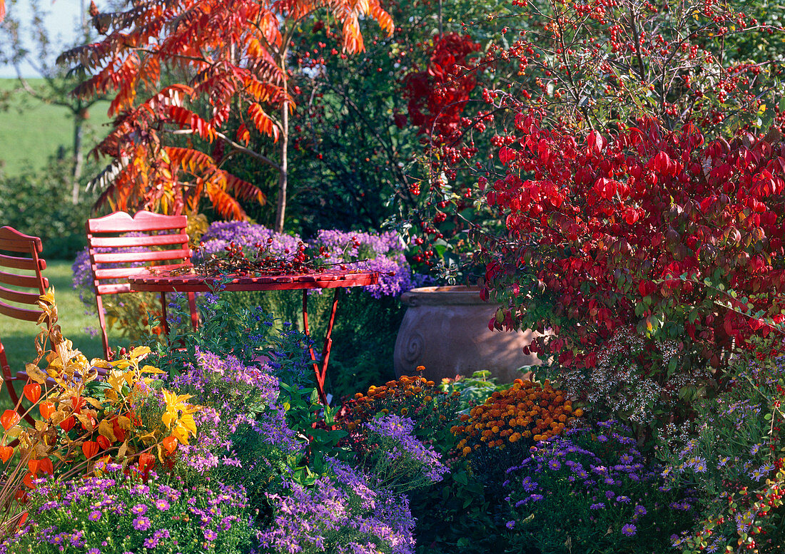 Seating on the autumnal bed with aster (white wood aster), Euonymus