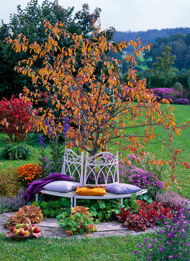 White metal bench in front of Malus (ornamental apple), tree in autumn color