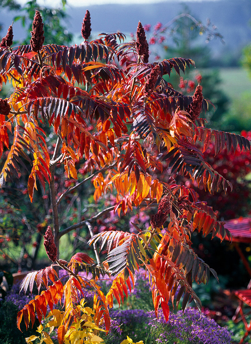 Rhus typhina (Essigbaum) in Herbstfarbe, mit Blütenständen