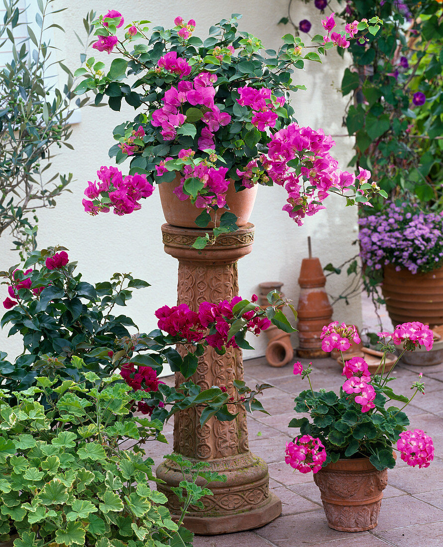 Bougainvillea in clay bucket on terracotta column, Pelargonium