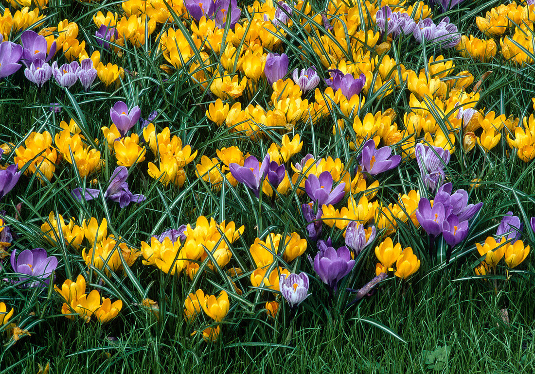 Crocus, yellow and purple, in the meadow