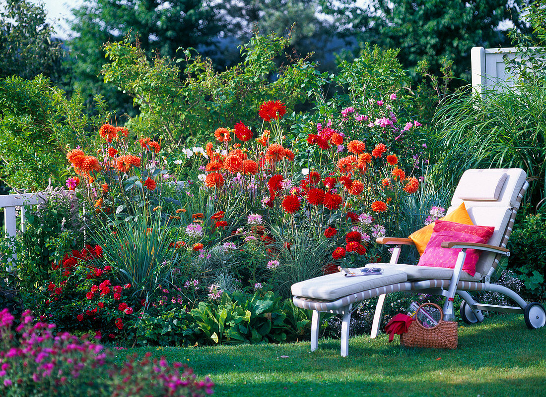 Sommerblumenbeet mit Dahlia 'Renato Tozio' 'Jackpot' (Dahlien), Cleome