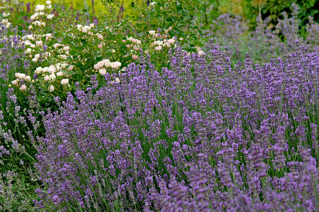 Lavandula 'Hidcote Blue' (Lavendel) vor Rosa (Rose)