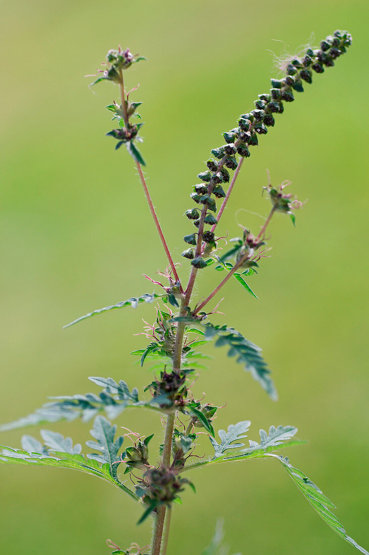 Ambrosia artemisiifolia (Beifußblättriges Traubenkraut)