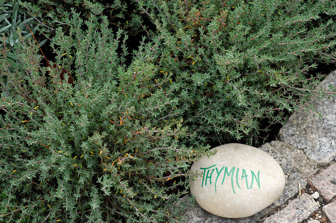 Thymus vulgaris (Thymian) mit beschriftetem Stein