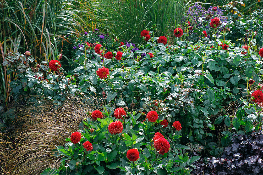 Dahlia (Dahlien), Rosa (Rosen), Carex (Herbstsegge), Heuchera