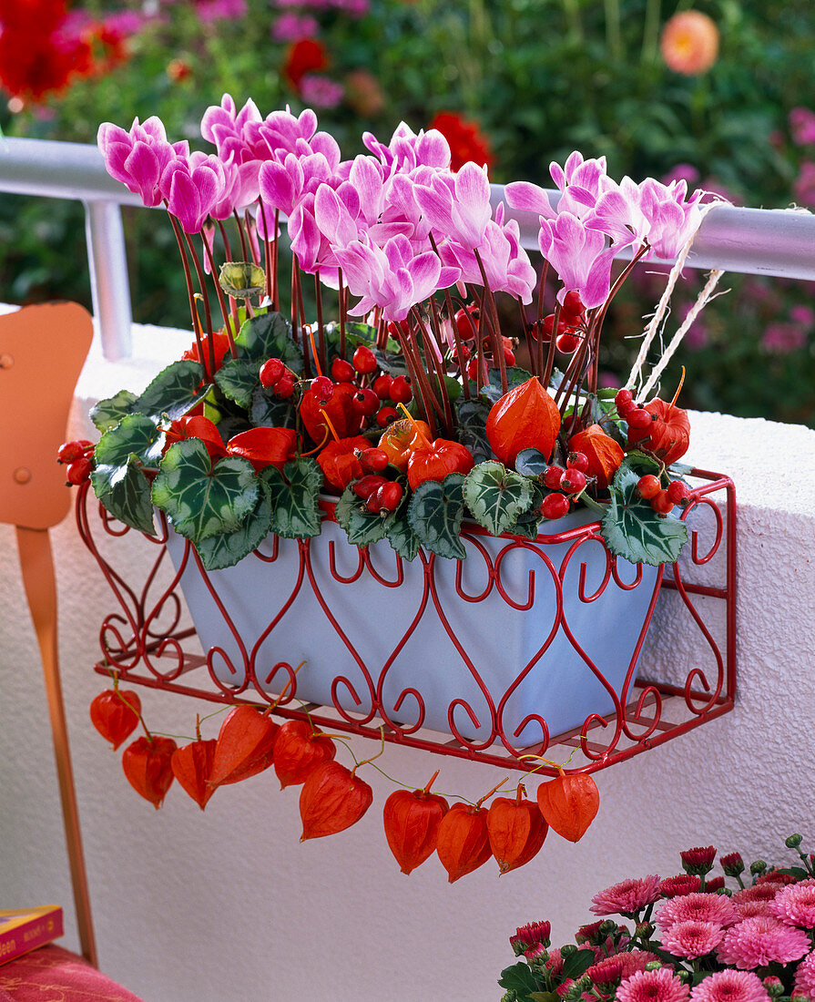 Cyclamen (Alpenveilchen) in hellblauem Kasten in Drahtgestell