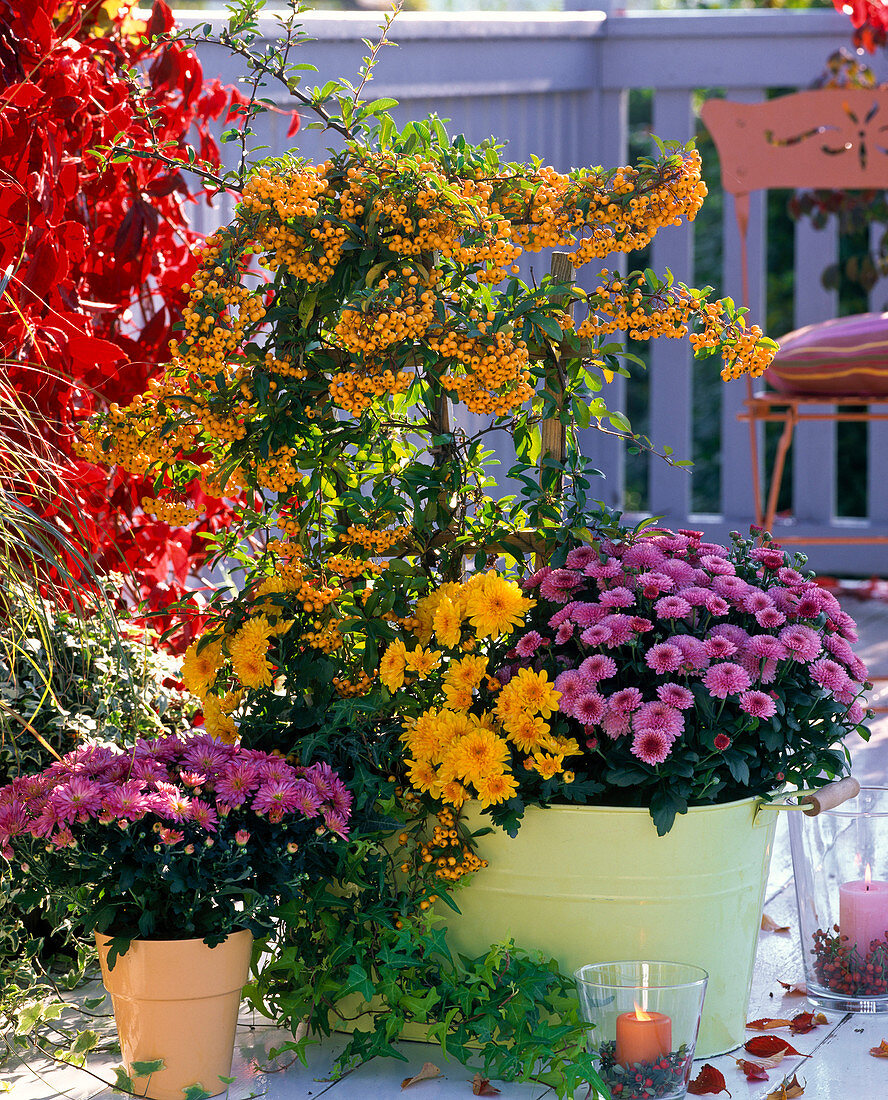 Pyracantha 'Soleil d'Or' (Feuerdorn), Chrysanthemum