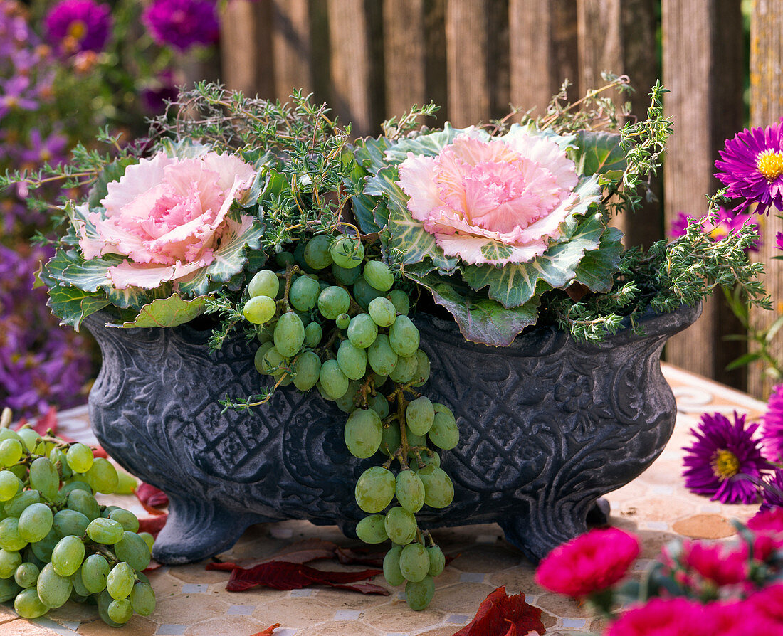 Brassica (ornamental cabbage) in metal jardiniere