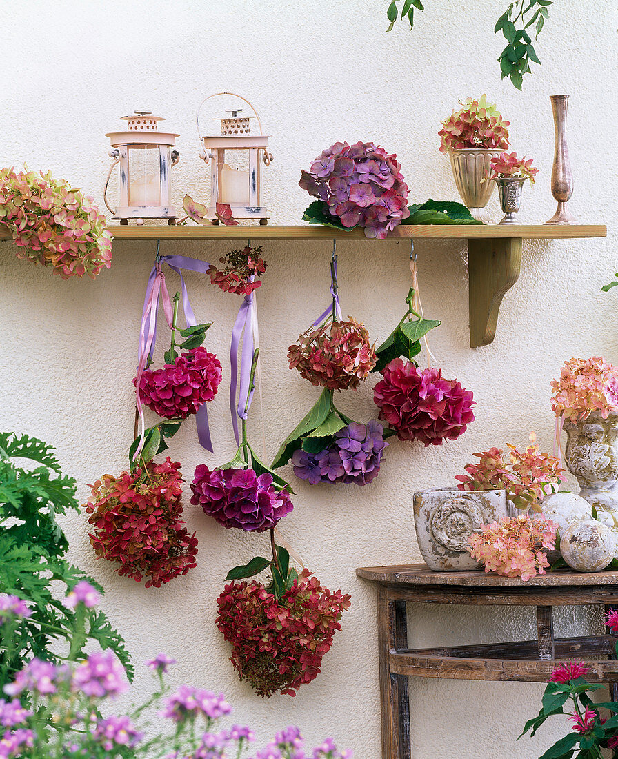 Hydrangea (Hortensien) an Regal zum Trocknen aufgehängt, Laternen, Vasen