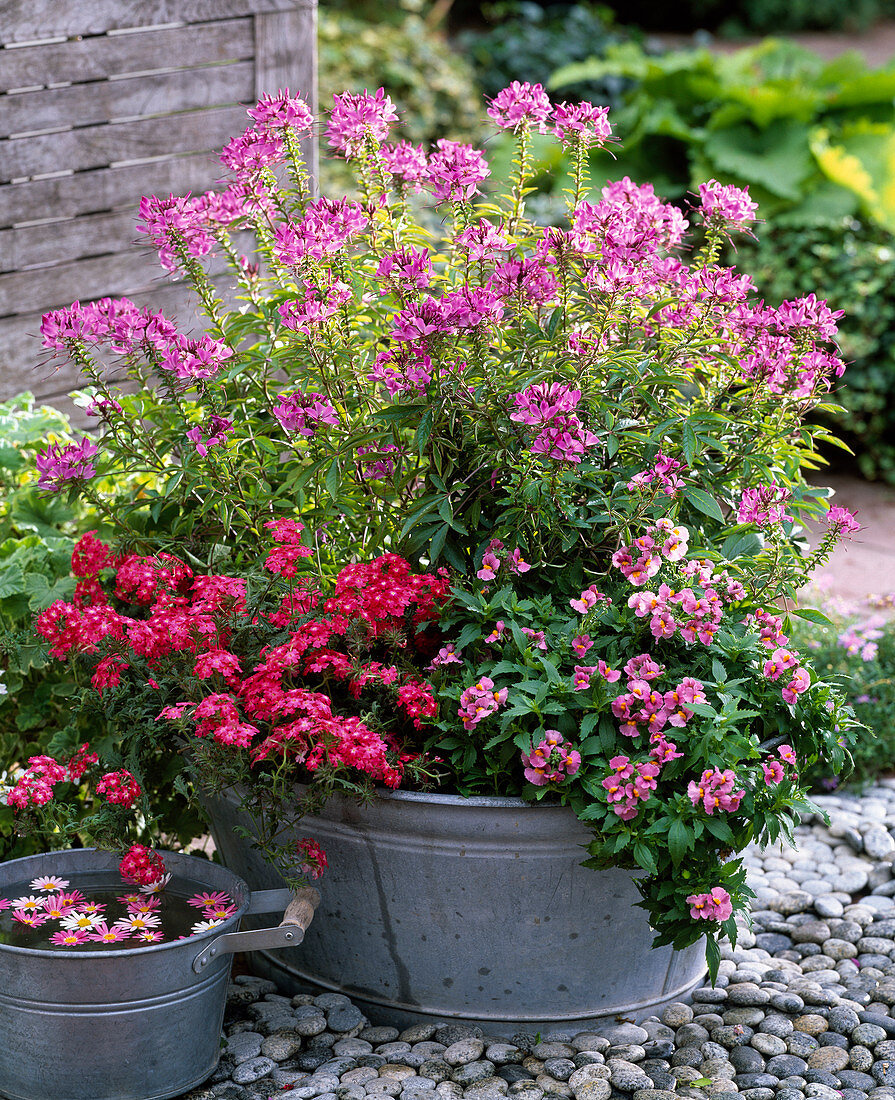 Cleome 'Senorita Rosalita' (Spinnenpflanze) Verbena