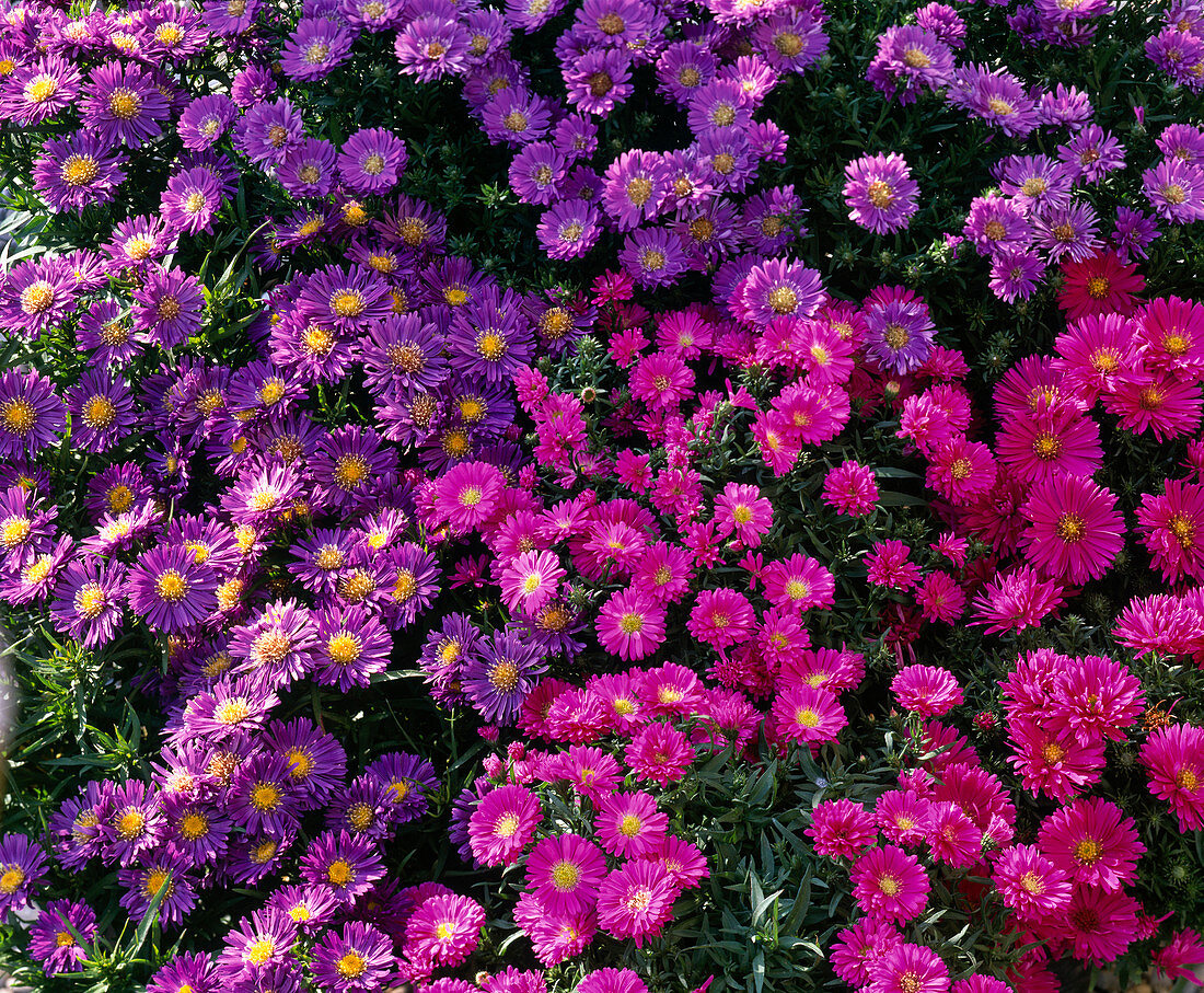 Aster novi-belgii 'Schöne von Dietlikon' ' Fuldatal ' (Herbstastern)