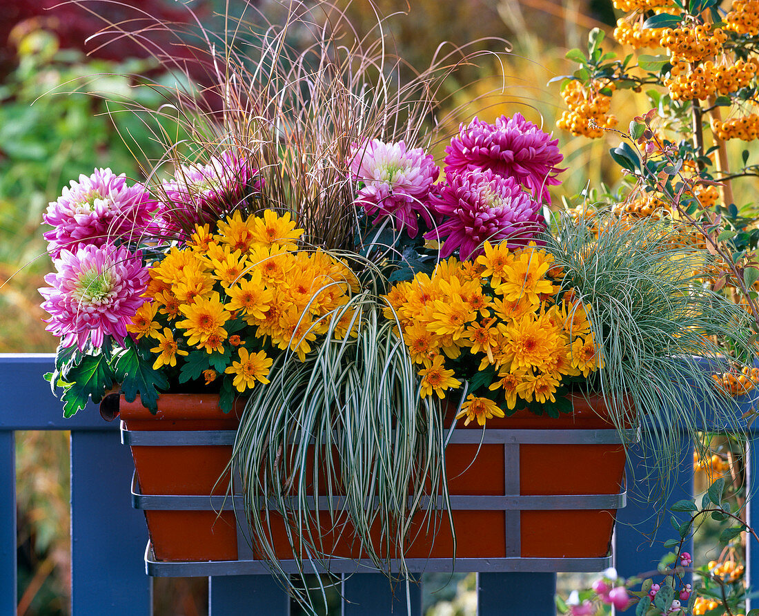 Chrysanthemum (Herbstchrysanthemen), Carex 'Evergold'