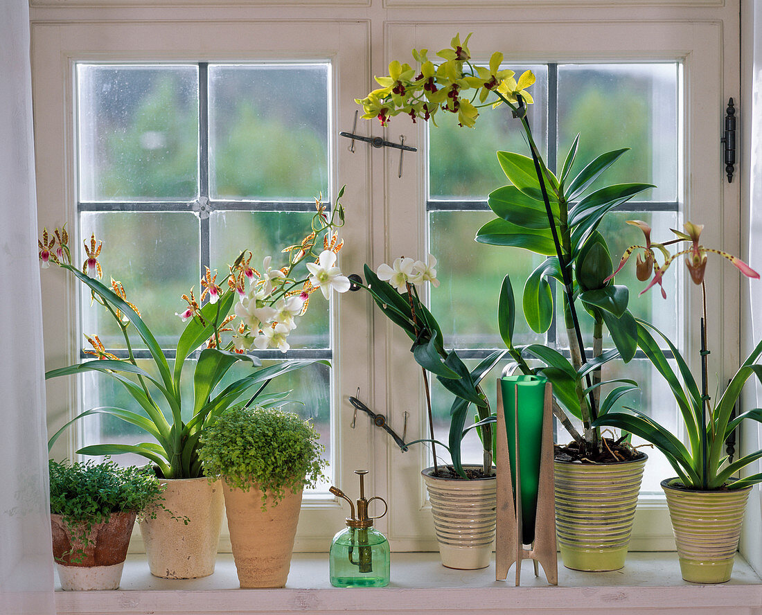 Orchids at the window, Odontoglossum, Paphiopedilum, Dendrobium