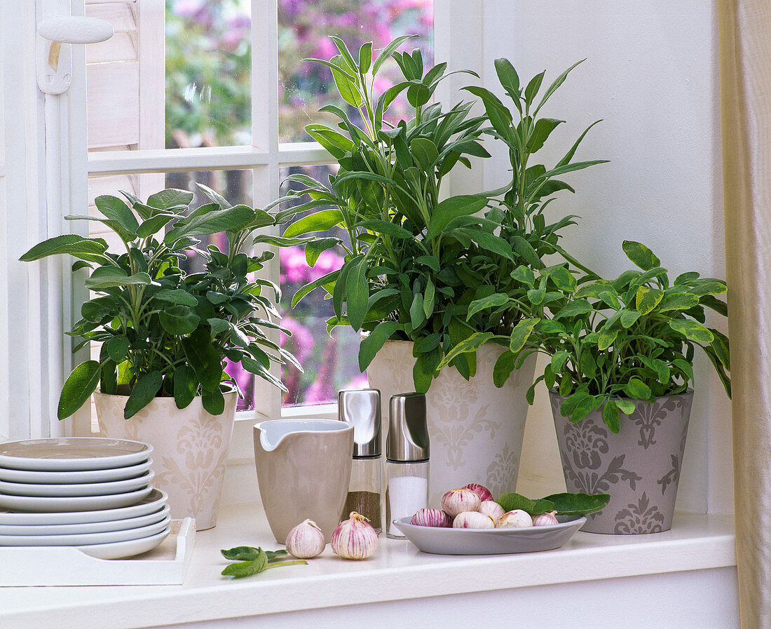 Kräuter am Fenster : Salvia (Salbei), Allium (Knoblauch), Geschirr, Pfeffer