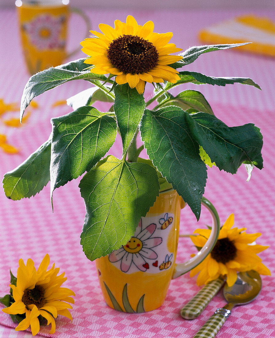 Helianthus annuus (mini sunflower) in cup, flowers