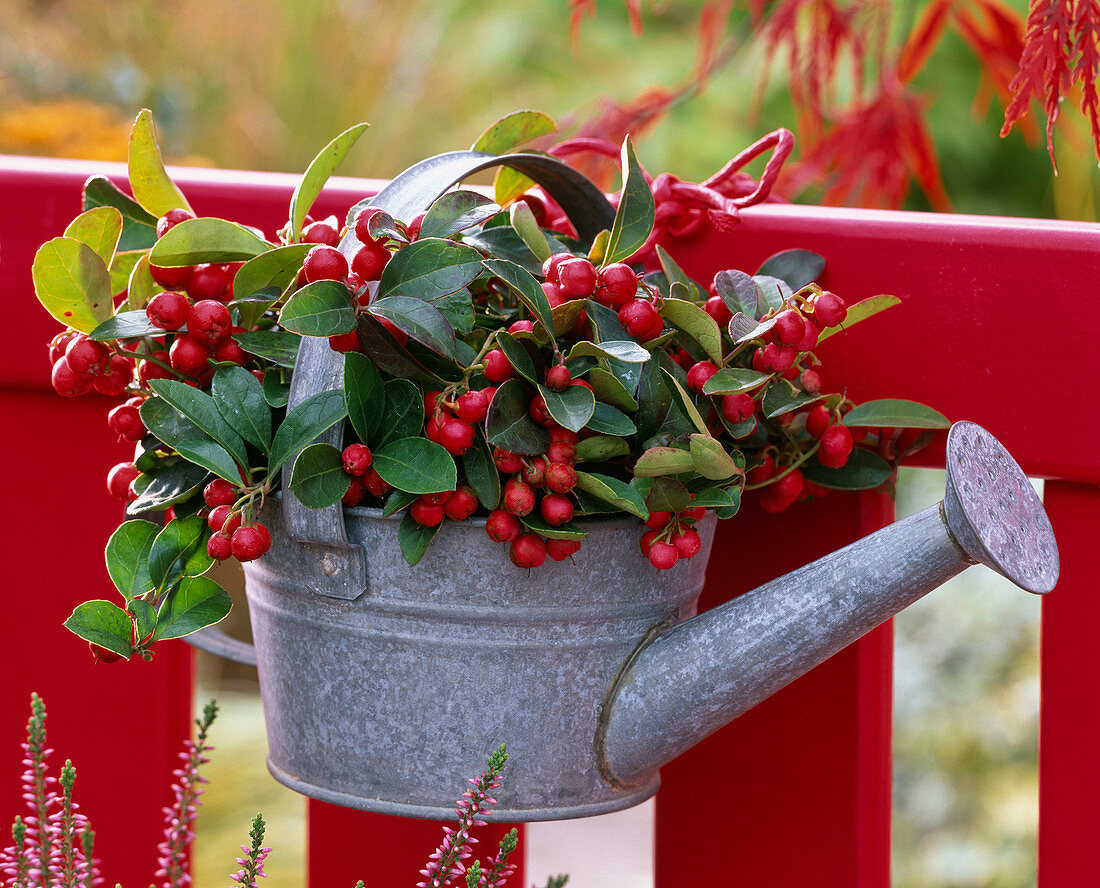 Gaultheria procumbens (mint berry) in a small zinc watering can