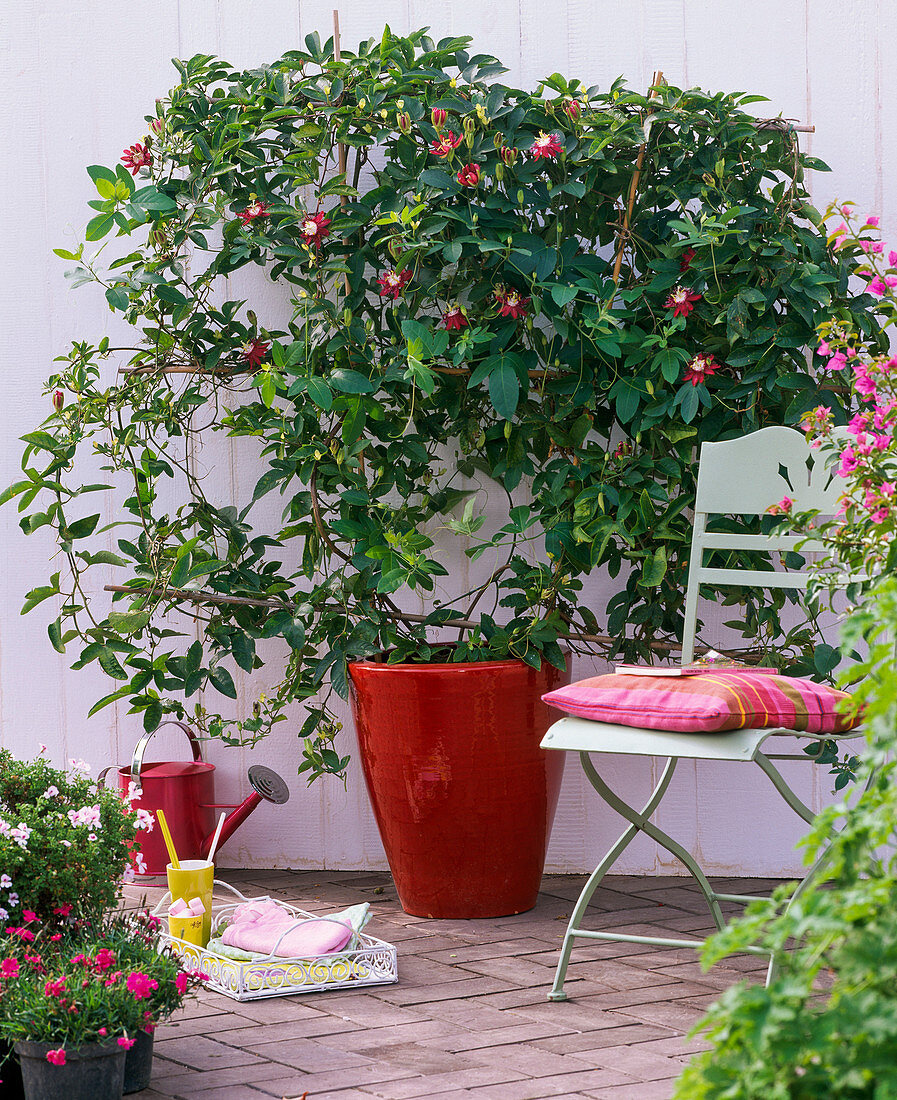 Passiflora 'Lady Margaret' (Passiflora)