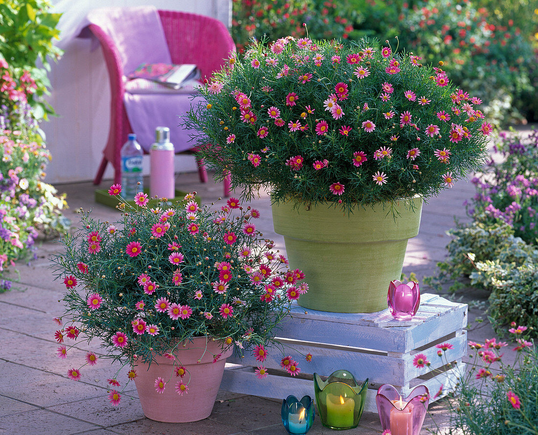 Argyranthemum Daisy Crazy (pinke Margeriten)