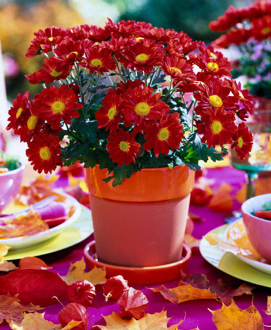 Chrysanthemum multiflora 'Wuhai' (Herbstchrysantheme)