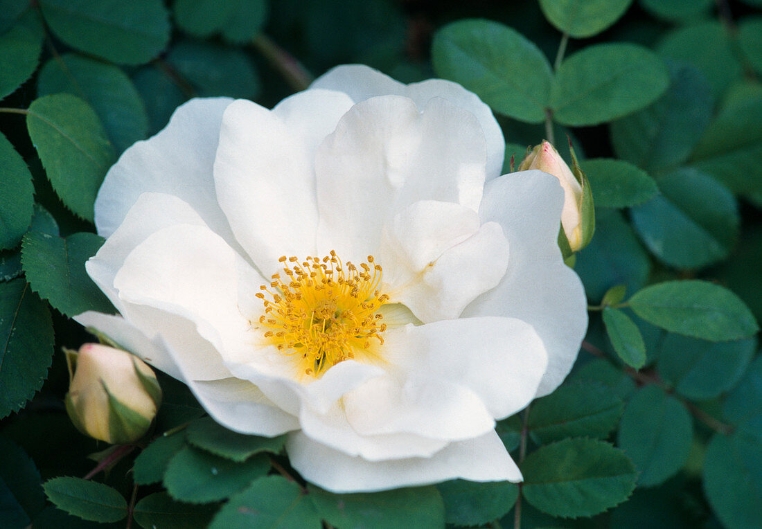 Rosa pimpinellifolia 'Double White' (Botanische Rose)