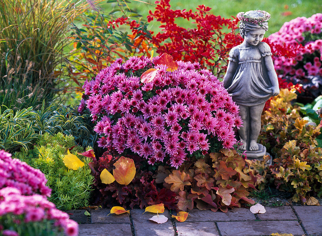 Chrysanthemum Yahou 'Nitro' (Herbstchrysantheme)