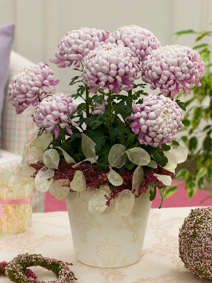 Chrysanthemum (grossblumige Herbstchrysantheme) mit Kranz aus Lunaria