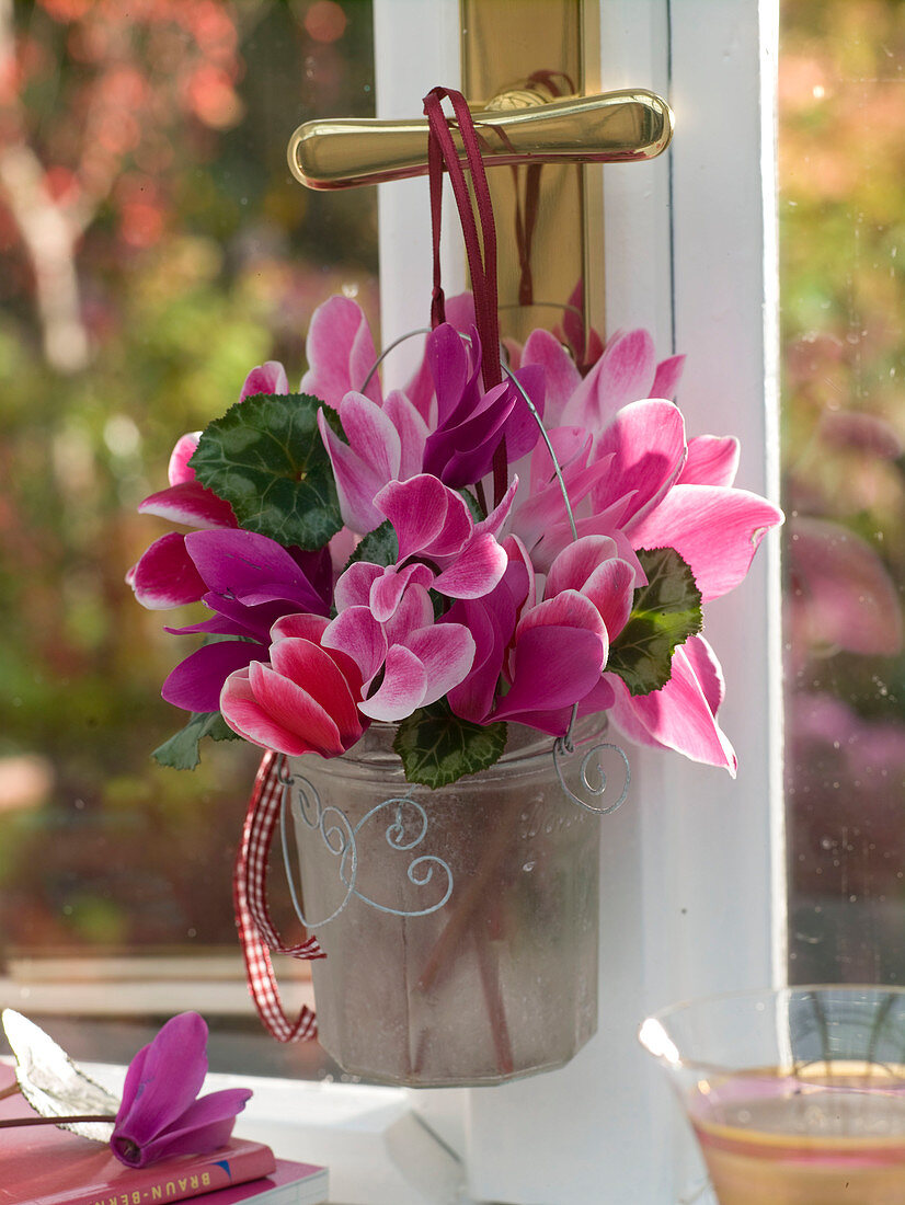 Strauß aus Cyclamen (Alpenveilchen) am Fenstergriff