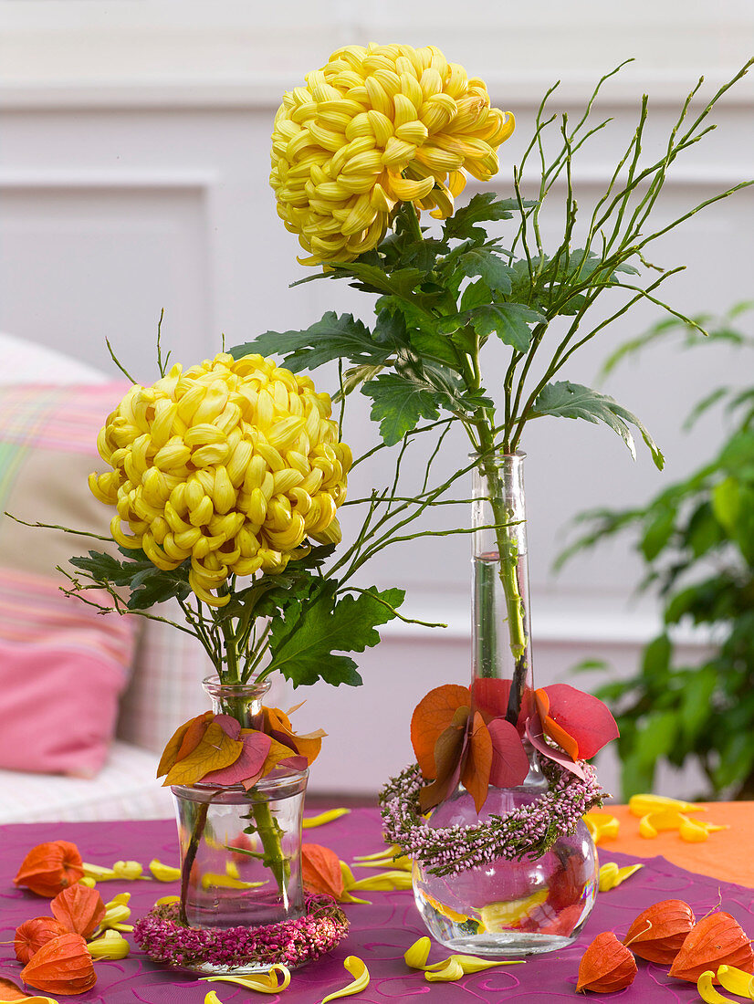 Chrysanthemum (grossblumige Herbstchrysanthemen) und Vaccinium