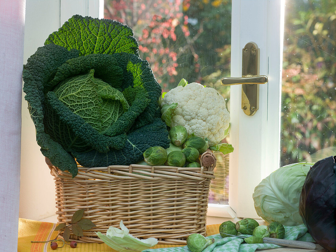 Brassica (Savoy, Brussels sprouts and cauliflower) in basket by the window