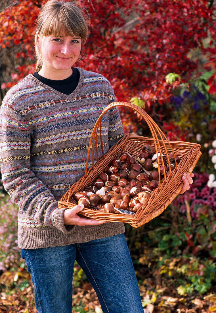 Junge Frau mit Tulipa (Tulpenzwiebeln) in Weidenkorb mit Henkel