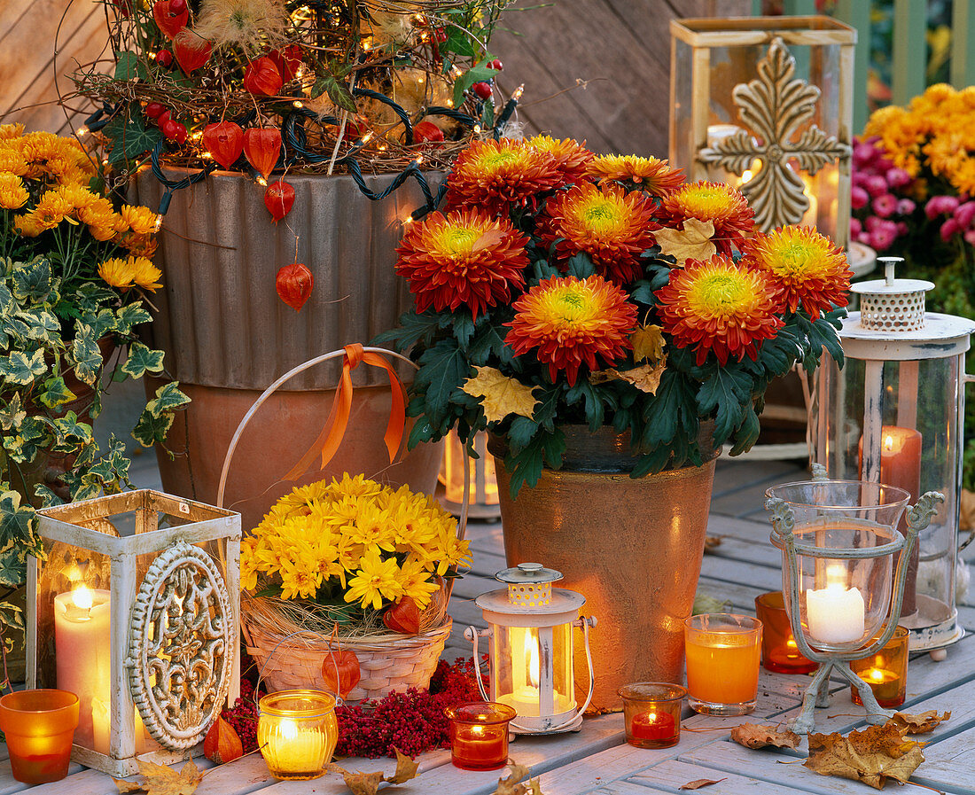 Chrysanthemum (Herbstchrysanthemen) in gelb - rot und orange