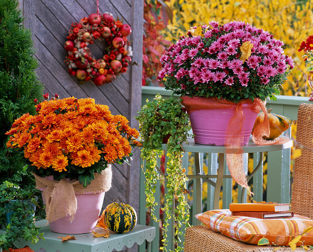 Chrysanthemum Yahou 'Tonka' rosa, 'Tirex' orange