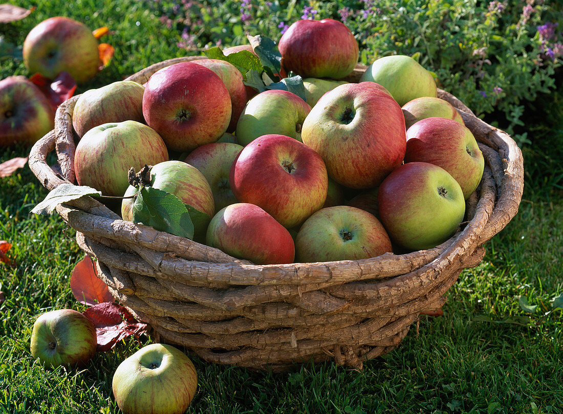 Korb mit frisch geernteten Malus (Äpfeln)