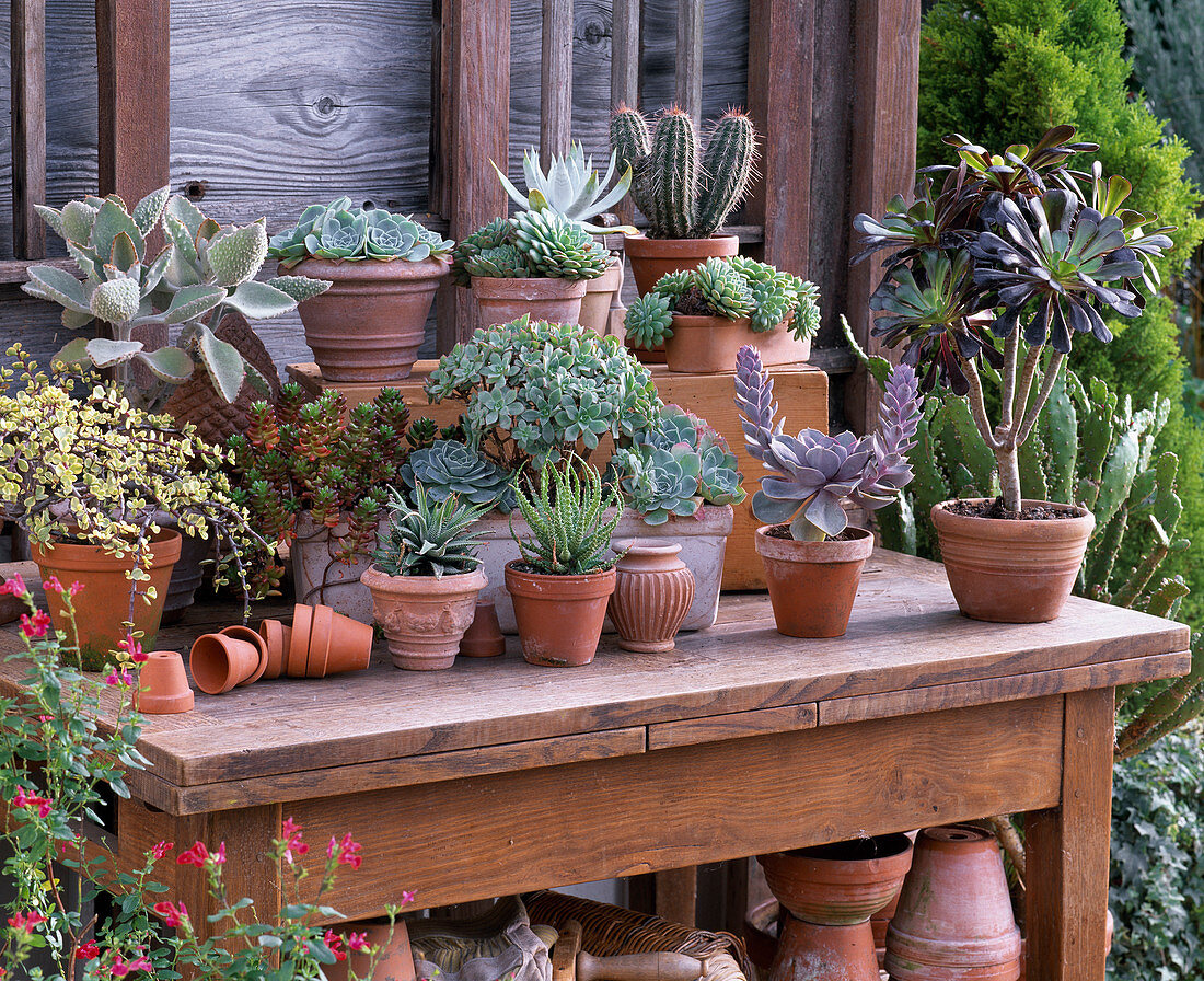 Succulents and cactus in clay pots and box on wooden table