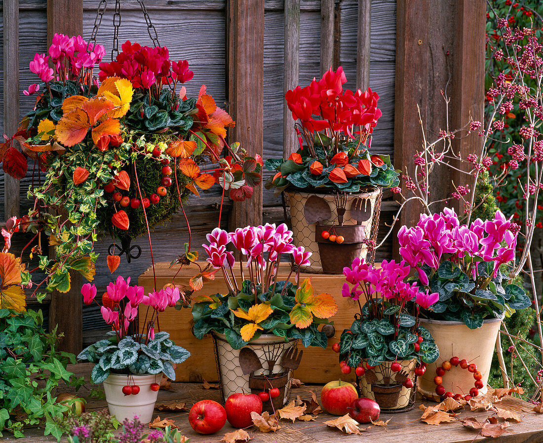 Cyclamen persicum (Cyclamen)