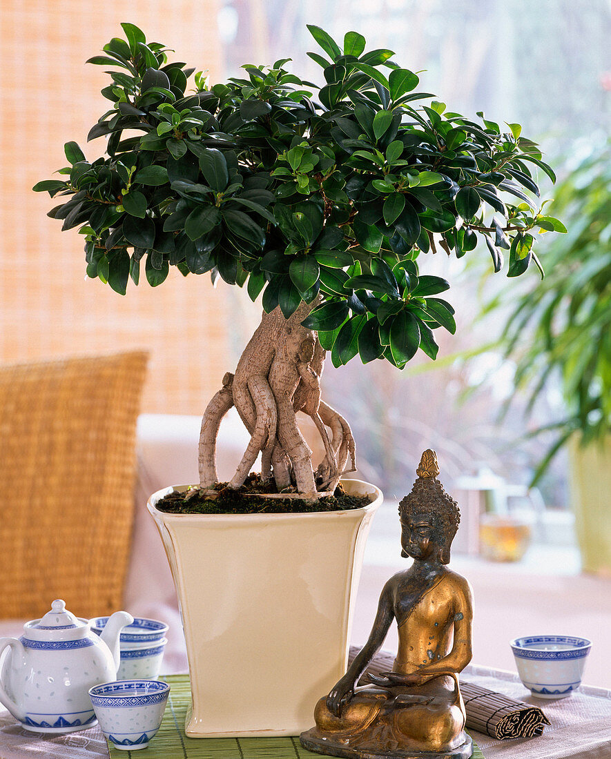 Ficus nitida 'Ginseng' (Gummibaum) als Bonsai